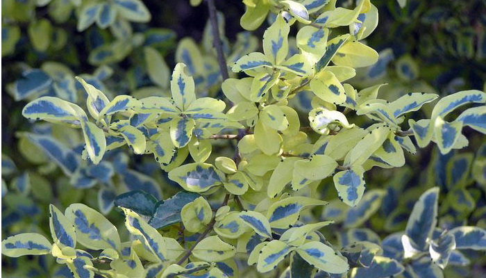 آفت های برگ نو